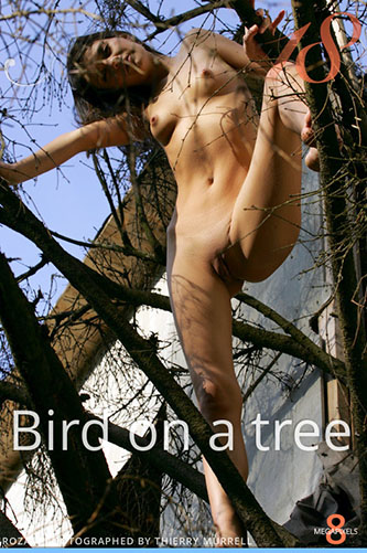 Roza A "Bird on a Tree"